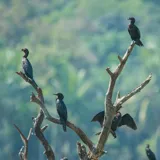 Munderi Kadavu Bird Sanctuary Kannur 